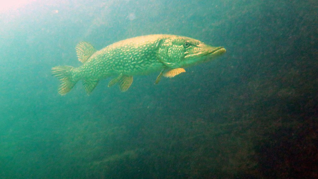 210724_La Gombe_52b.jpg